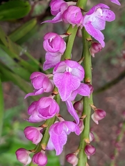 Aerides