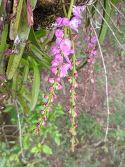 Aerides