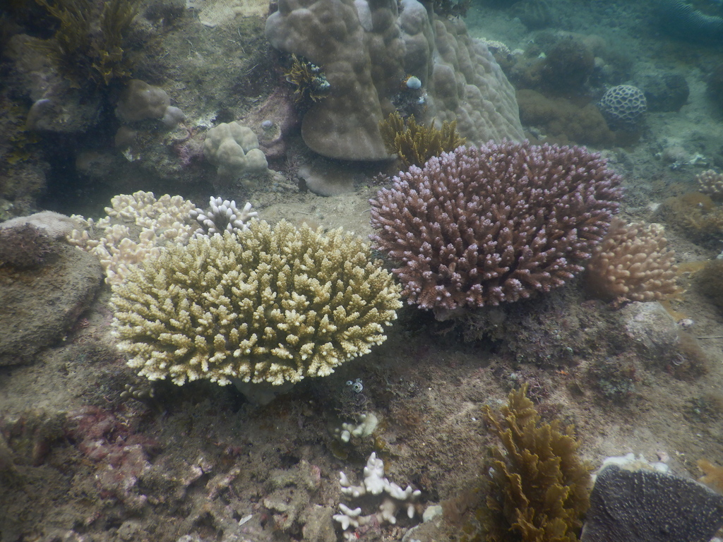 Bluetip coral