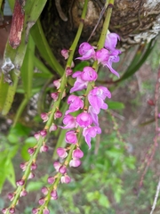 Aerides