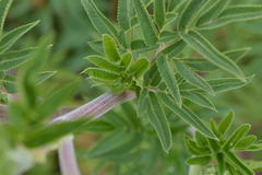 Arracacia schneideri