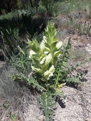 Acanthus hirsutus