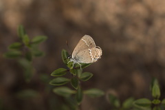 Satyrium acaudata