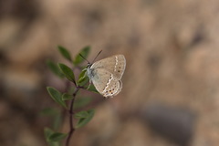 Satyrium acaudata