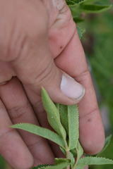 Arracacia schneideri