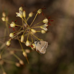 Satyrium acaudata