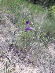 Gladiolus atroviolaceus