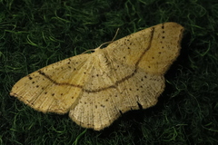 Cyclophora punctaria