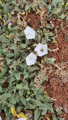 Convolvulus betonicifolius