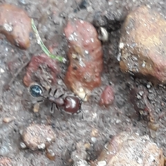 Trichomyrmex glaber