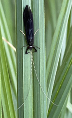 Mystacides azureus