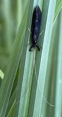 Mystacides azureus