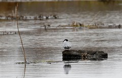 Sterna hirundo longipennis