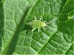 Plagiognathus arbustorum