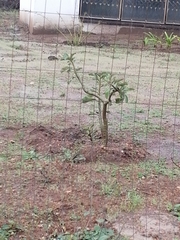 Vachellia xanthophloea
