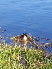 Podiceps cristatus