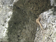 Cnemaspis mysoriensis