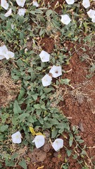 Convolvulus betonicifolius