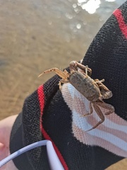 Macrophthalmus