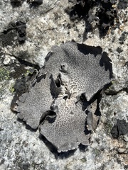 Umbilicaria rigida