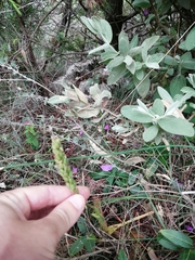Neotinea maculata