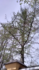 Larix decidua