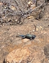 Sceloporus occidentalis becki