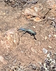 Sceloporus occidentalis becki