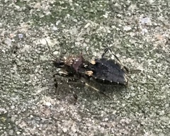 Acanthaspis westermanni