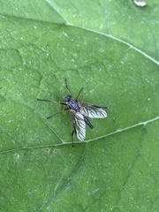 Rhagio notatus
