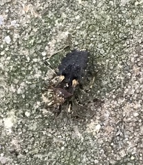 Acanthaspis westermanni