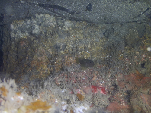 Girdled goby
