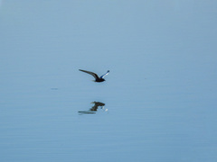 Chlidonias leucopterus