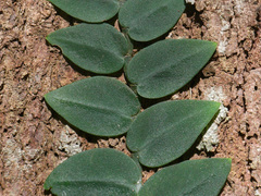 Rhaphidophora hayi