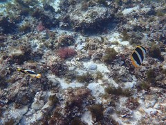 Chaetodon tricinctus