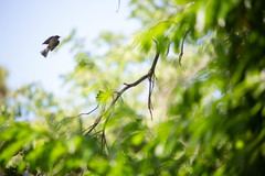 Muscicapa striata