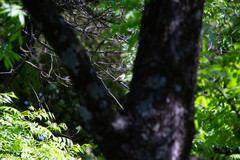 Muscicapa striata