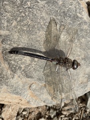 Anax parthenope