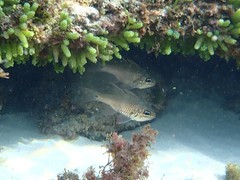 Ostorhinchus norfolcensis