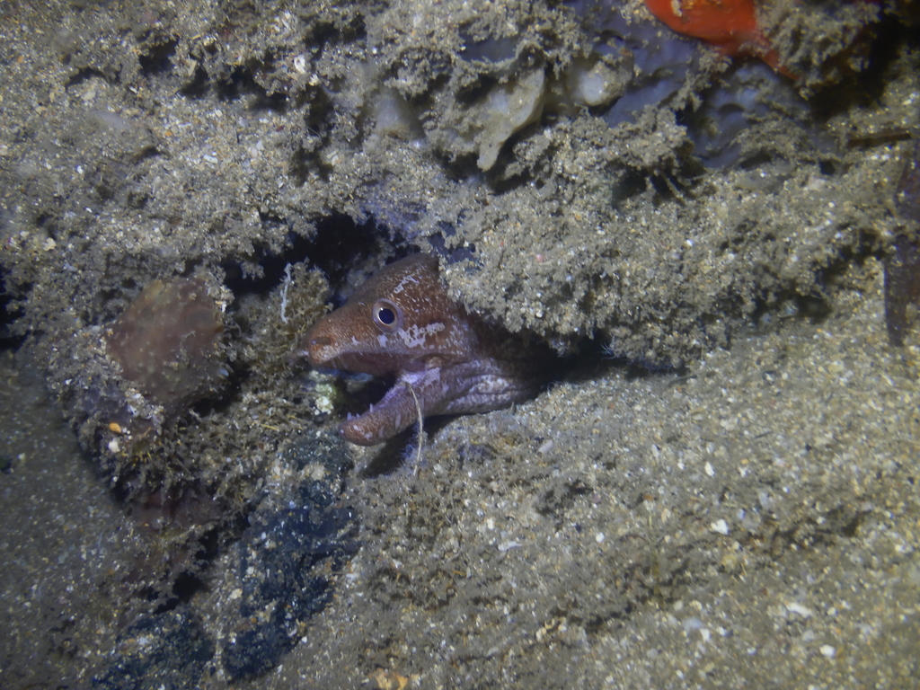 Barred-fin Moray
