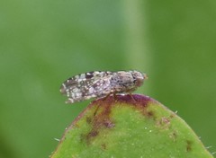 Tephritis vespertina