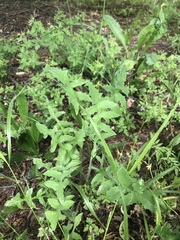 Sonchus oleraceus oleraceus