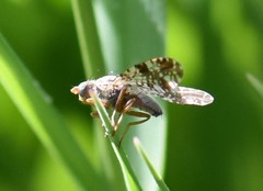 Tephritis vespertina