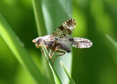 Tephritis vespertina