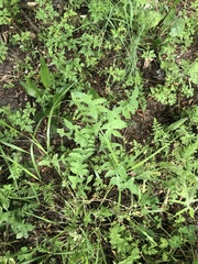 Sonchus oleraceus oleraceus