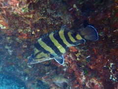 Acanthistius cinctus