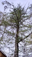 Larix decidua