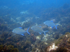 Caranginae