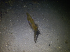 Sepioteuthis lessoniana
