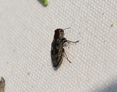 Chrysobothris ignicollis